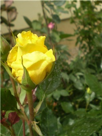 cab33711-Picture 7442.jpg